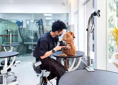 宠物家宣布完成C2轮融资，由博信资本领投