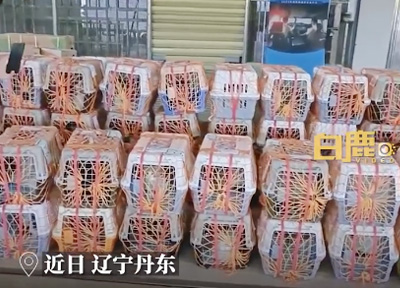男生带67只宠物猫狗跨3400公里搬家，一只都没有放弃