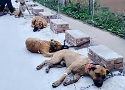 有些月饼狗狗不能吃，葡萄干、巧克力、木糖醇等成分不利于狗狗的健康