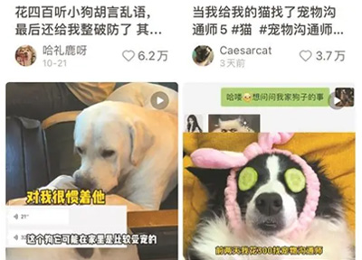 宠物沟通师在社交媒体兴起，通过照片和观察与动物进行沟通是真的吗？