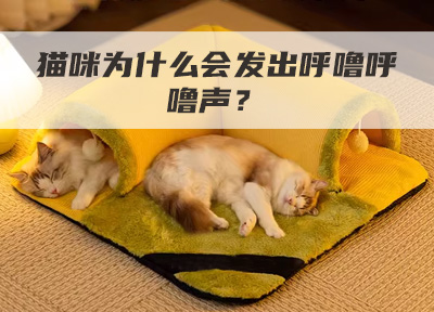 猫咪为什么会发出呼噜呼噜声？