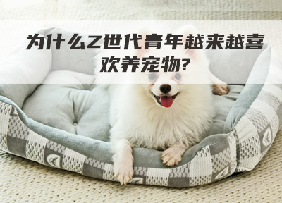 为什么Z世代青年越来越喜欢养宠物?