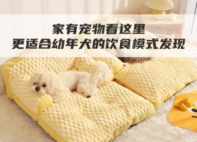 家有宠物看这里 更适合幼年犬的饮食模式发现