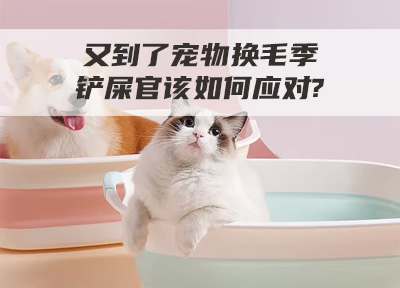 又到了宠物换毛季,铲屎官该如何应对?