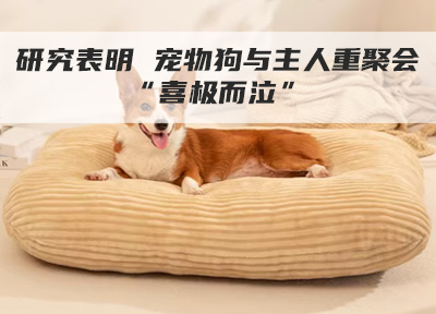 研究表明 宠物狗与主人重聚会“喜极而泣”
