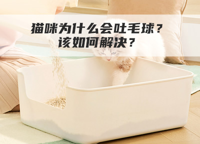 猫咪为什么会吐毛球？该如何解决？