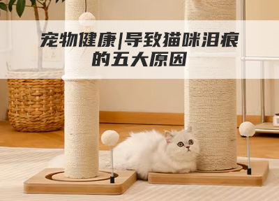 宠物健康|导致猫咪泪痕的五大原因