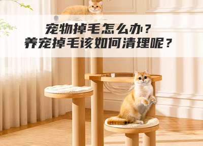 宠物掉毛怎么办？养宠掉毛该如何清理呢？