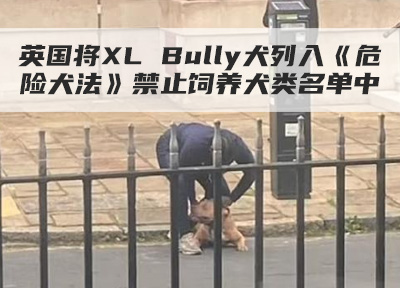 英国将XL Bully犬列入《危险犬法》禁止饲养犬类名单中