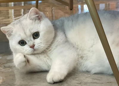 浅聊国内外公共交通携宠出行概况