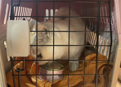 拒绝流浪猫过度无序繁殖，上海嘉定试水TNR项目