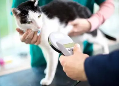 英国新规要求强制为宠物猫植入微芯片