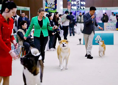 苏州元和塘繁花秀国际宠物节圆满落幕